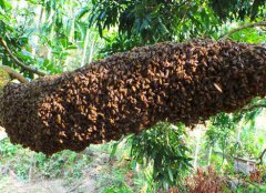 卖蜂蜜的小蜜蜂:购买
